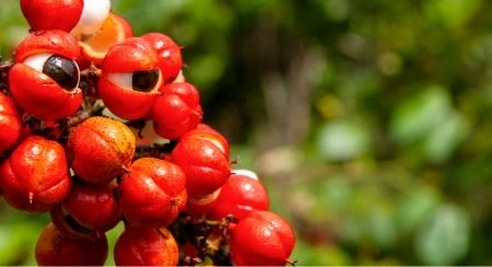 Guarana